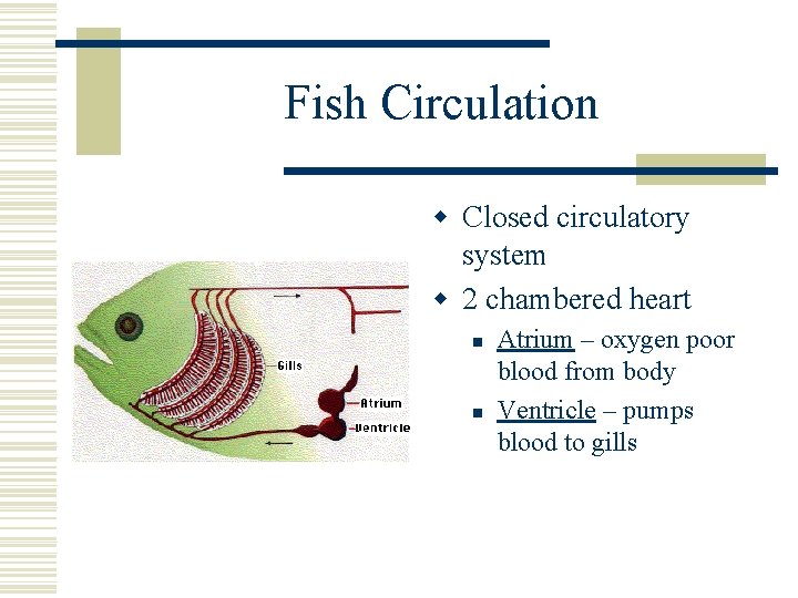 Fish Circulation w Closed circulatory system w 2 chambered heart n n Atrium –