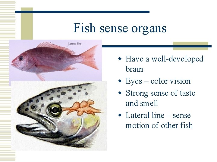 Fish sense organs w Have a well-developed brain w Eyes – color vision w