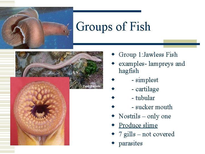 Groups of Fish w Group 1: Jawless Fish w examples- lampreys and hagfish w