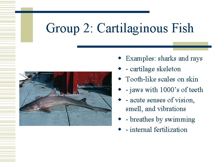 Group 2: Cartilaginous Fish w w w Examples: sharks and rays - cartilage skeleton