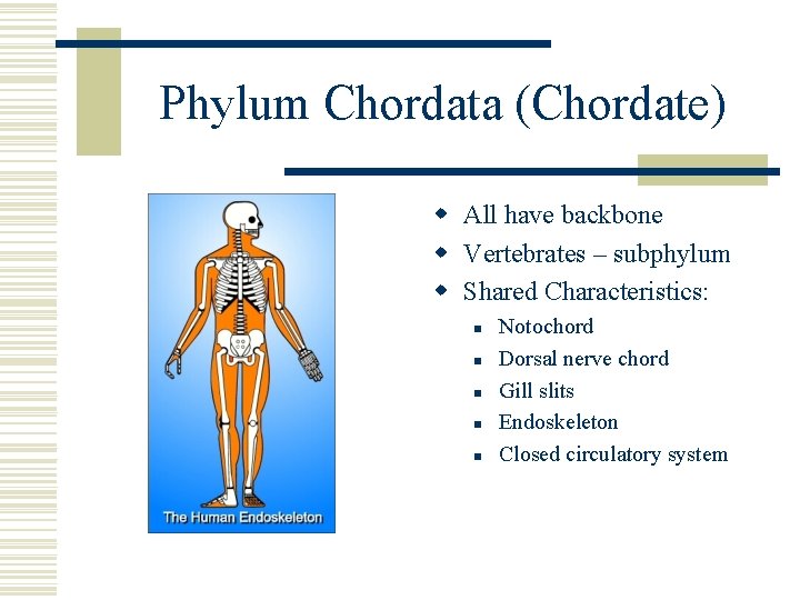 Phylum Chordata (Chordate) w All have backbone w Vertebrates – subphylum w Shared Characteristics: