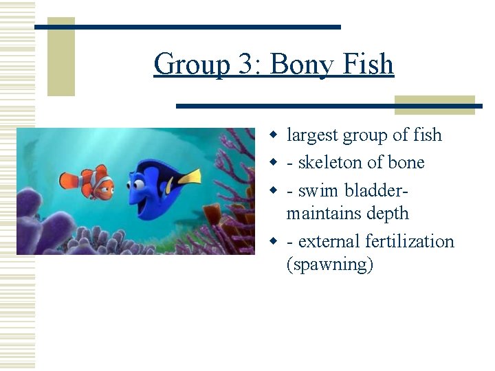 Group 3: Bony Fish w largest group of fish w - skeleton of bone