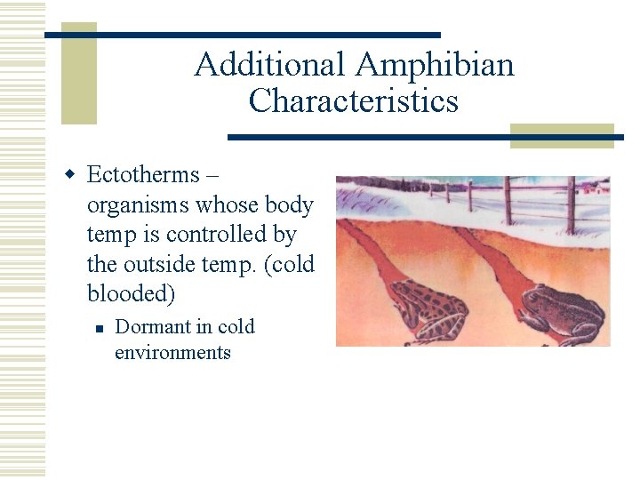 Additional Amphibian Characteristics w Ectotherms – organisms whose body temp is controlled by the