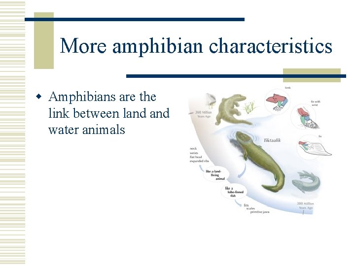 More amphibian characteristics w Amphibians are the link between land water animals 