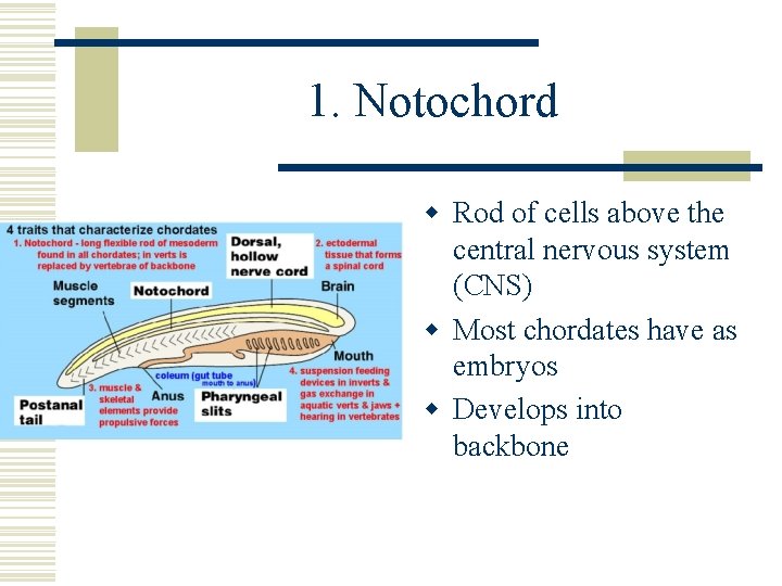 1. Notochord w Rod of cells above the central nervous system (CNS) w Most