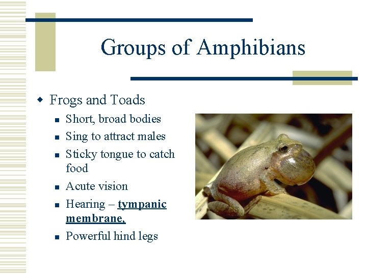 Groups of Amphibians w Frogs and Toads n n n Short, broad bodies Sing