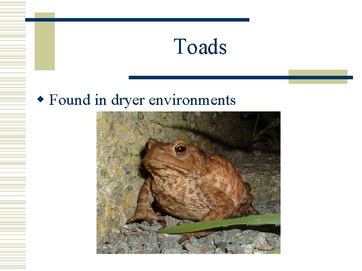 Toads w Found in dryer environments 