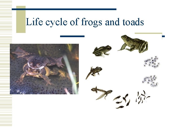 Life cycle of frogs and toads 