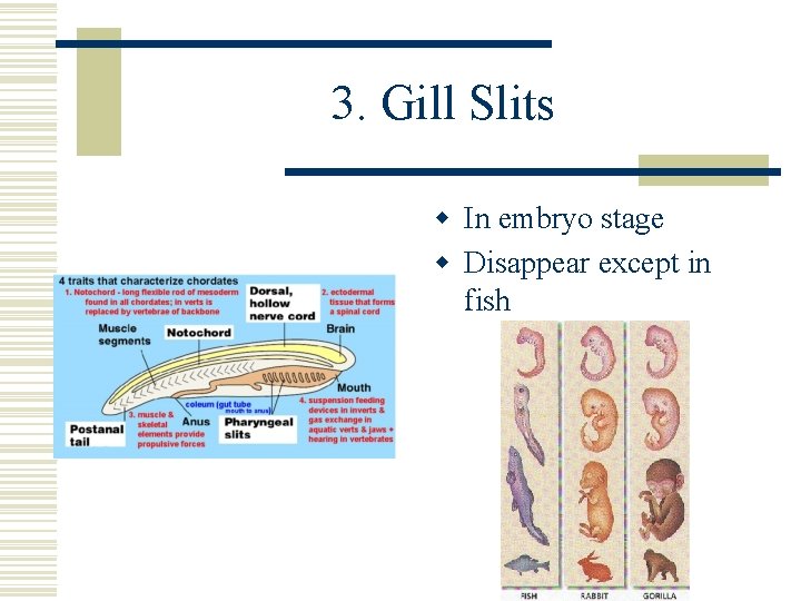 3. Gill Slits w In embryo stage w Disappear except in fish 