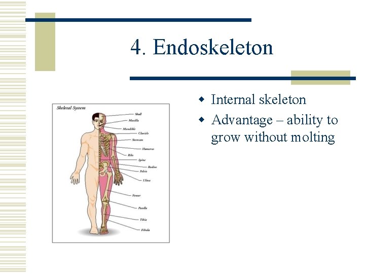 4. Endoskeleton w Internal skeleton w Advantage – ability to grow without molting 