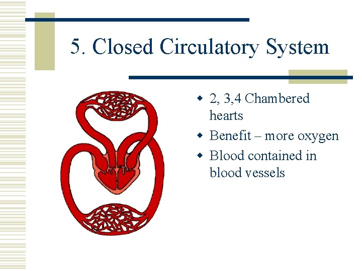 5. Closed Circulatory System w 2, 3, 4 Chambered hearts w Benefit – more