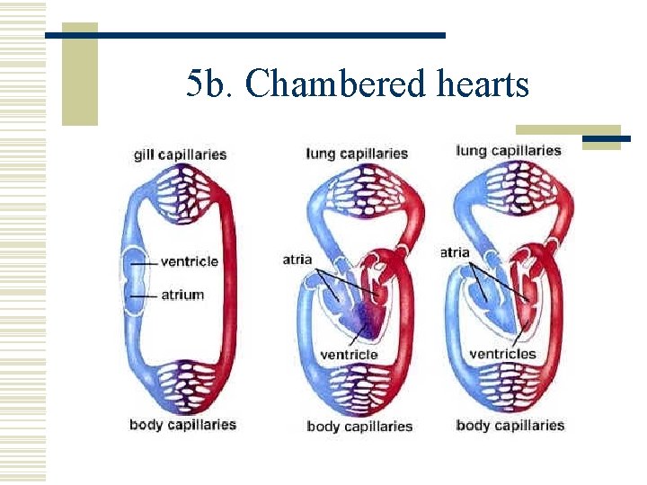 5 b. Chambered hearts 