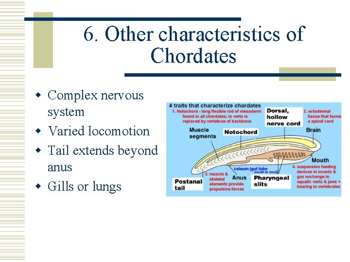 6. Other characteristics of Chordates w Complex nervous system w Varied locomotion w Tail