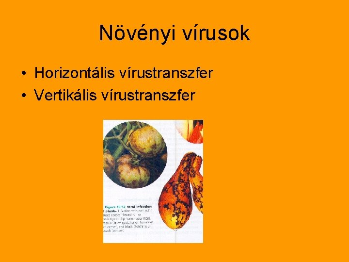 Növényi vírusok • Horizontális vírustranszfer • Vertikális vírustranszfer 