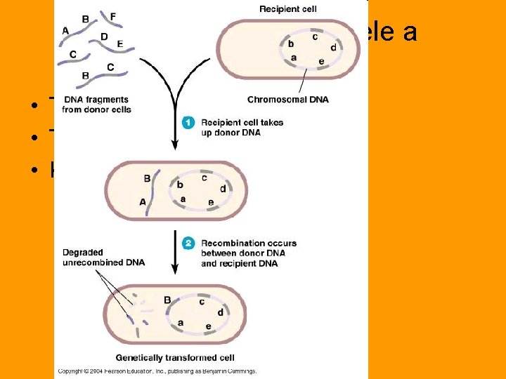 Genetikai anyag bevitele a baktériumokba • Transzformáció • Transzdukció • Konjugáció 