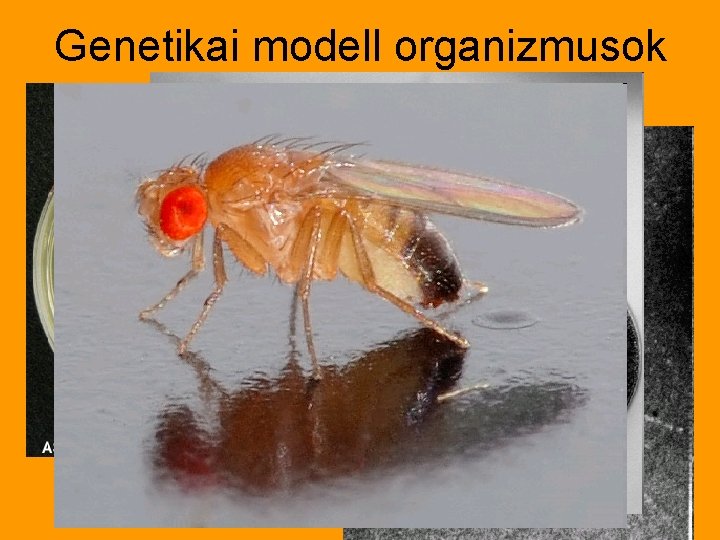 Genetikai modell organizmusok • • • T 2/T 4 fágok Escherichia coli Arabidopsis -