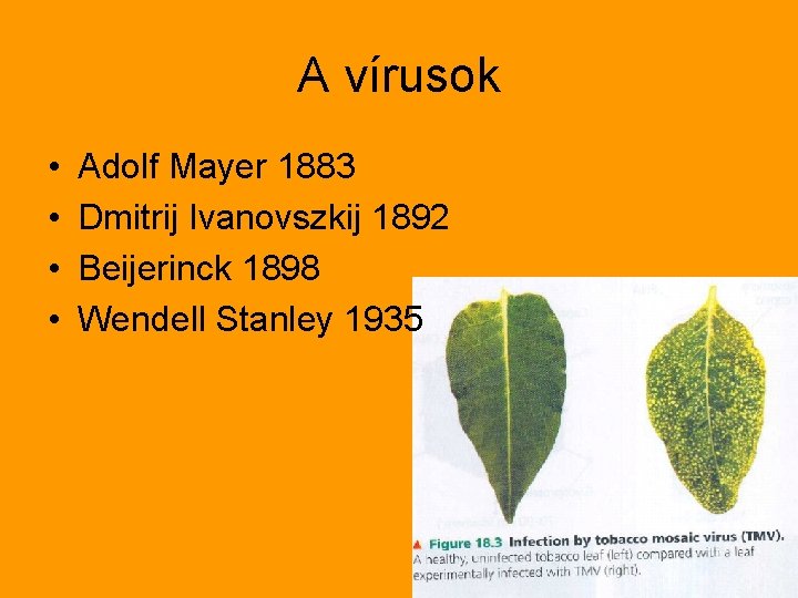 A vírusok • • Adolf Mayer 1883 Dmitrij Ivanovszkij 1892 Beijerinck 1898 Wendell Stanley