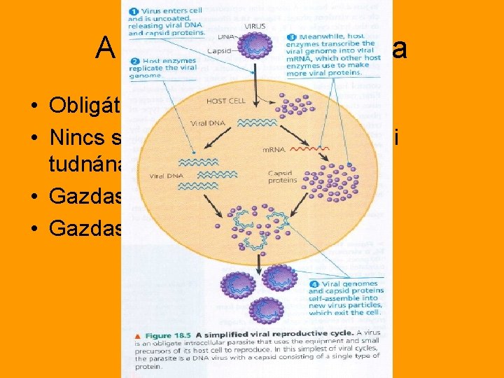 A vírusok szaporodása • Obligát paraziták • Nincs semmijük, amivel szaporodni tudnának • Gazdasejtet