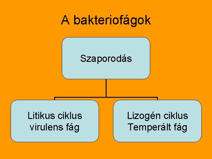 A bakteriofágok Szaporodás Litikus ciklus virulens fág Lizogén ciklus Temperált fág 