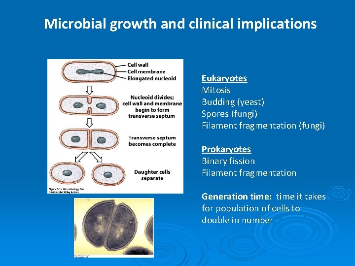 Microbial growth and clinical implications Eukaryotes Mitosis Budding (yeast) Spores (fungi) Filament fragmentation (fungi)