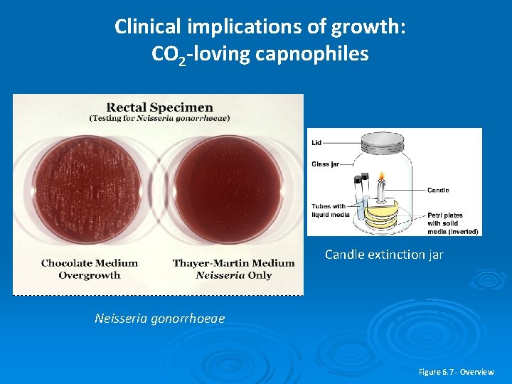 Clinical implications of growth: CO 2 -loving capnophiles Candle extinction jar Neisseria gonorrhoeae Figure