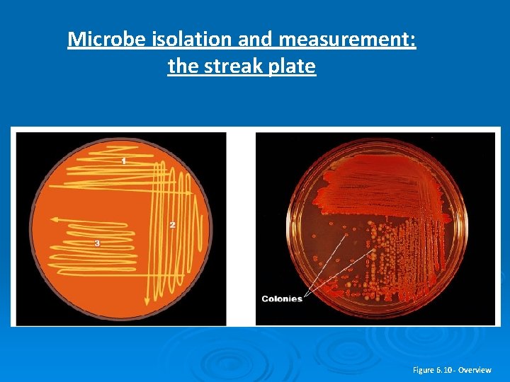 Microbe isolation and measurement: the streak plate Figure 6. 10 - Overview 