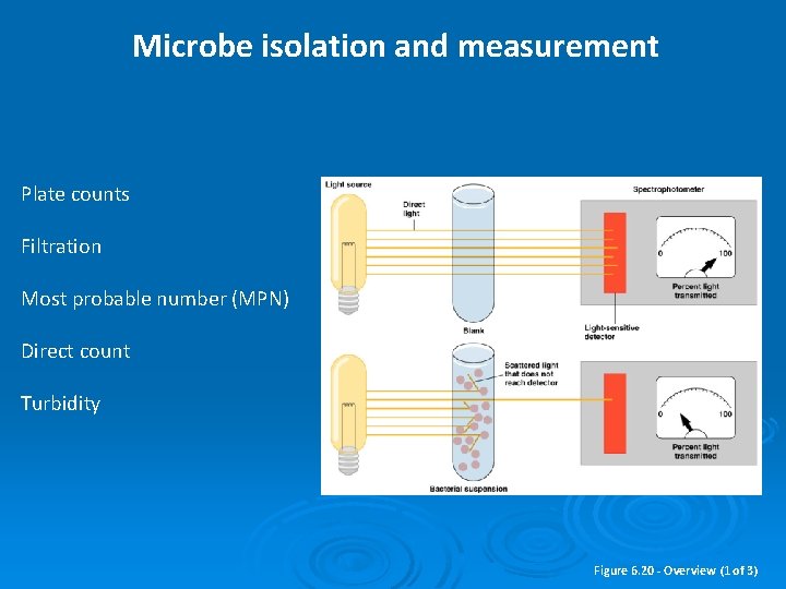 Microbe isolation and measurement Plate counts Filtration Most probable number (MPN) Direct count Turbidity