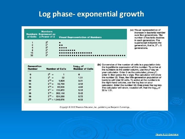 Log phase- exponential growth Figure 6. 12 - Overview 