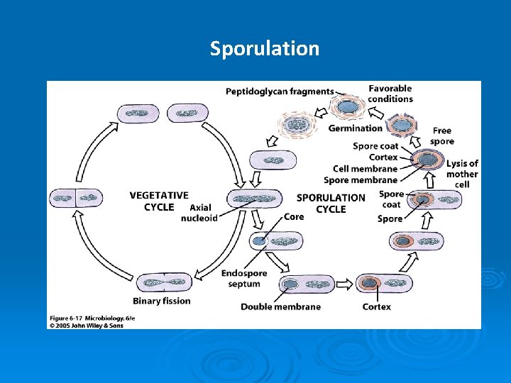 Sporulation 