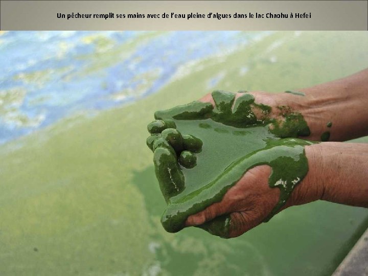 Un pêcheur remplit ses mains avec de l’eau pleine d’algues dans le lac Chaohu