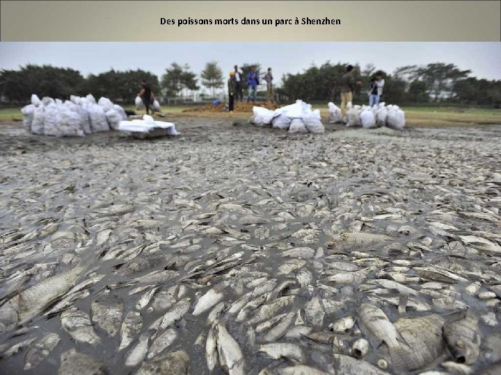 Des poissons morts dans un parc à Shenzhen 