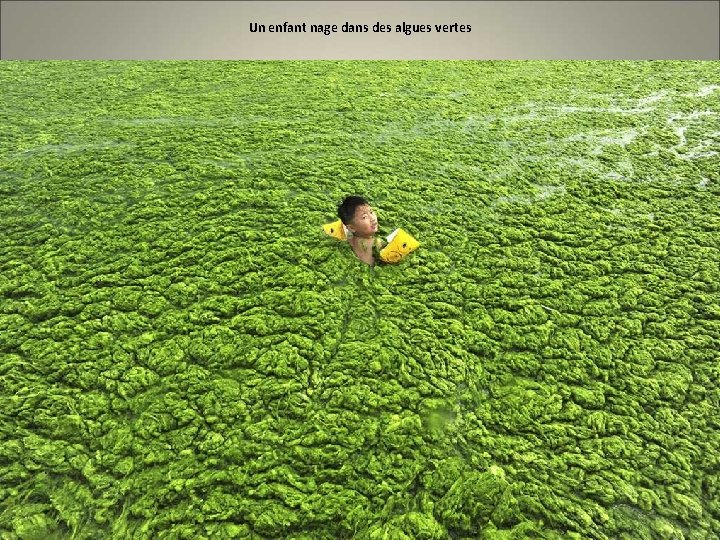 Un enfant nage dans des algues vertes 
