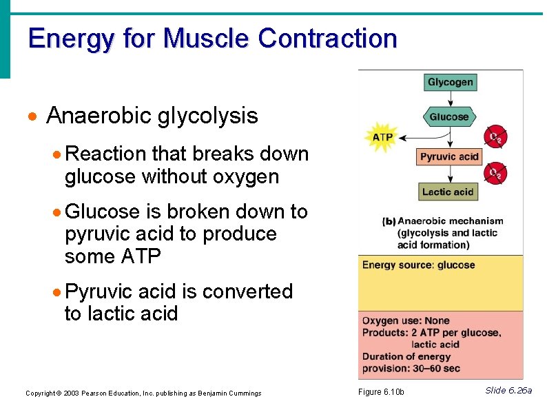Energy for Muscle Contraction Anaerobic glycolysis Reaction that breaks down glucose without oxygen Glucose