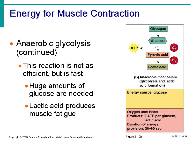 Energy for Muscle Contraction Anaerobic glycolysis (continued) This reaction is not as efficient, but