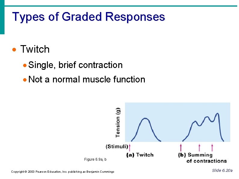 Types of Graded Responses Twitch Single, brief contraction Not a normal muscle function Figure
