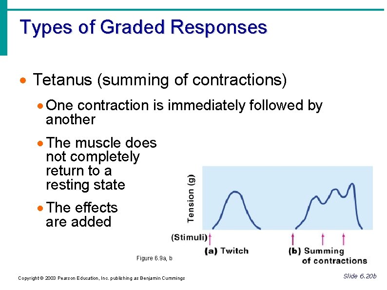 Types of Graded Responses Tetanus (summing of contractions) One contraction is immediately followed by