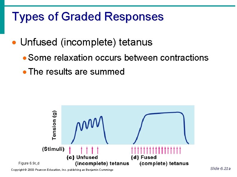 Types of Graded Responses Unfused (incomplete) tetanus Some relaxation occurs between contractions The results