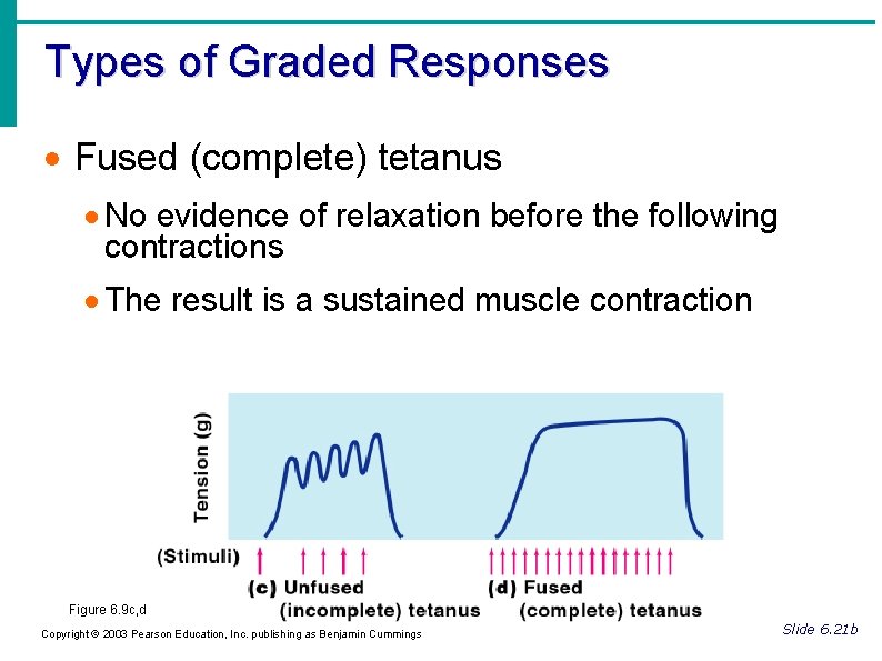 Types of Graded Responses Fused (complete) tetanus No evidence of relaxation before the following