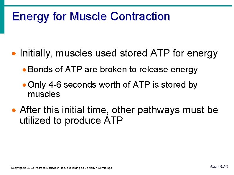 Energy for Muscle Contraction Initially, muscles used stored ATP for energy Bonds of ATP