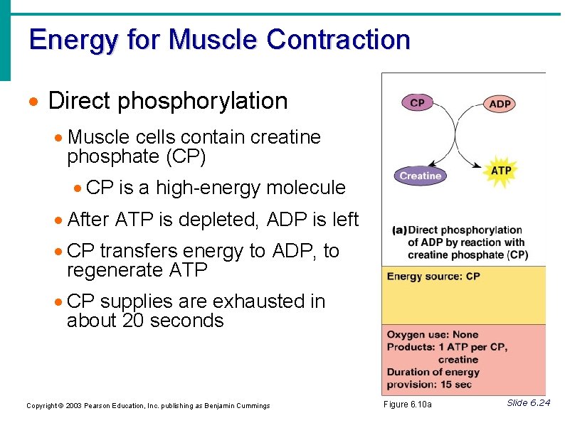 Energy for Muscle Contraction Direct phosphorylation Muscle cells contain creatine phosphate (CP) CP is