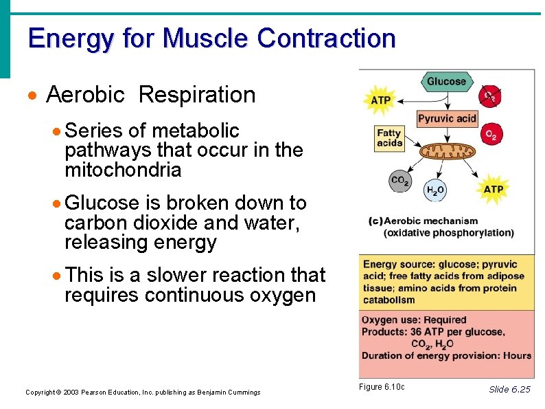 Energy for Muscle Contraction Aerobic Respiration Series of metabolic pathways that occur in the
