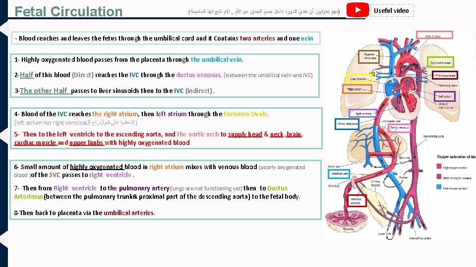 Fetal Circulation ( ﺍﻻﻡ ﺗﺎﺑﻊ ﻟﻬﺎ ﺍﻟﻤﺸﻴﻤﺔ , )ﻣﻬﻢ ﺗﻌﺮﻓﻮﻥ ﺃﻦ ﻫﺬﻱ ﺍﻟﺪﻭﺭﺓ ﺩﺍﺧﻞ