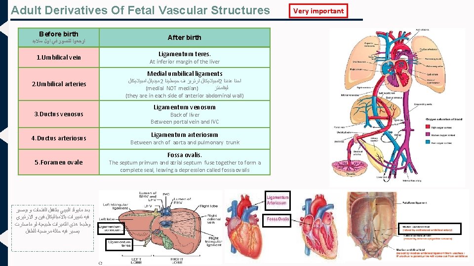 Adult Derivatives Of Fetal Vascular Structures Before birth ﺍﺭﺟﻌﻮﺍ ﻟﻠﺼﻮﺭ ﻓﻲ ﺍﻭﻝ ﺳﻼﻳﺪ 1.