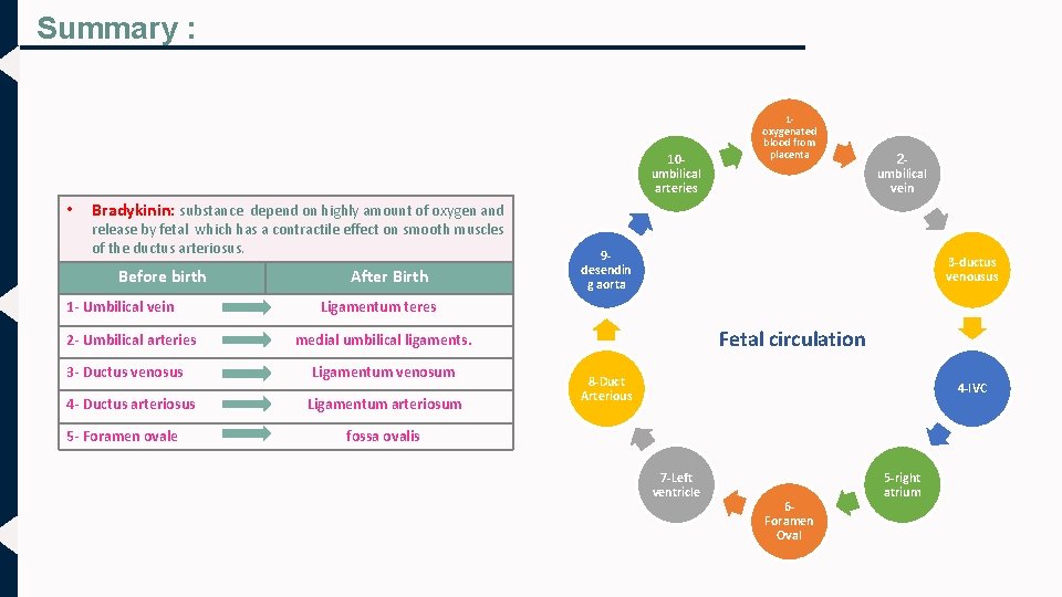 Summary : 10 umbilical arteries • 1 oxygenated blood from placenta 2 umbilical vein