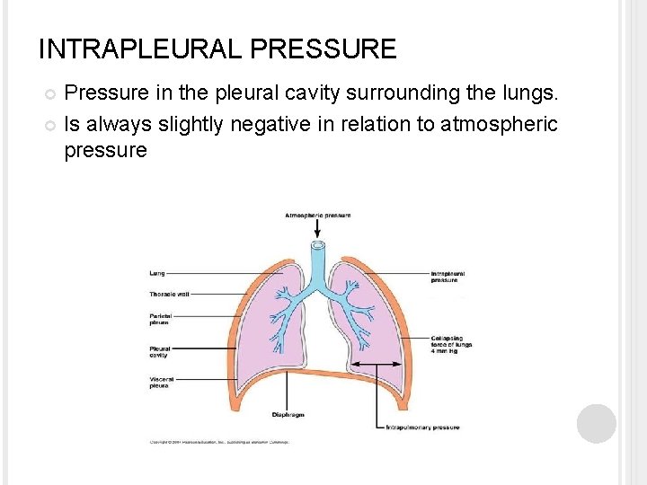 INTRAPLEURAL PRESSURE Pressure in the pleural cavity surrounding the lungs. Is always slightly negative