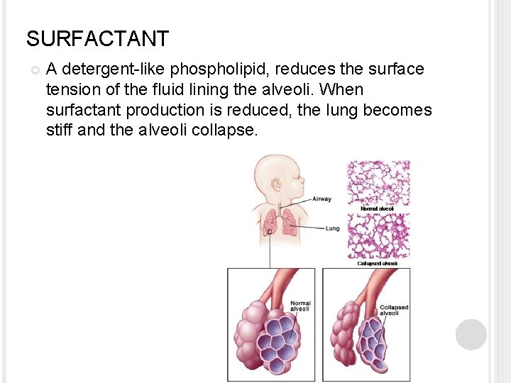 SURFACTANT A detergent-like phospholipid, reduces the surface tension of the fluid lining the alveoli.