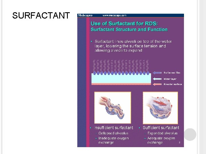 SURFACTANT 