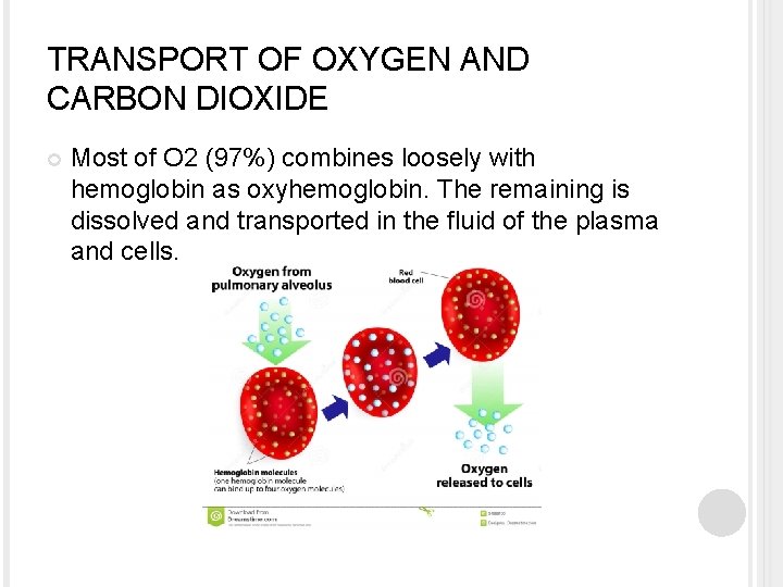 TRANSPORT OF OXYGEN AND CARBON DIOXIDE Most of O 2 (97%) combines loosely with