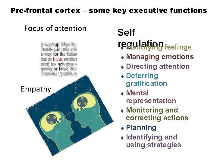 Pre-frontal cortex – some key executive functions Focus of attention Self regulation t Identifying