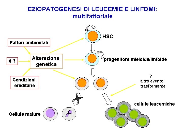 EZIOPATOGENESI DI LEUCEMIE E LINFOMI: multifattoriale HSC Fattori ambientali X? Alterazione genetica Condizioni ereditarie